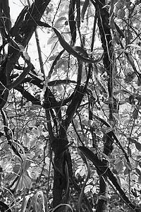 Black and white of tree with vines and grass