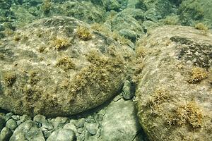 Underwater view of rocks on bottom of ocean in Maui, Hawaii, USA