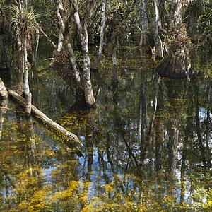 Cypress trees in wetland of Everglades National Park, Florida, USA
