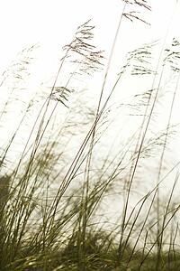 Long grass