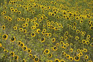 Sunflowers growing in field in Tuscany, Italy