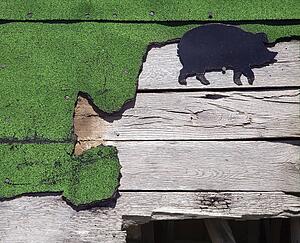 Wooden siding with green turf and pig drawing