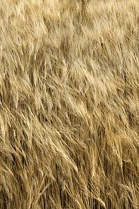 Field of wheat plants growing in Tuscany, Italy.
