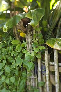 Bamboo fence with green plants in Maui, Hawaii
