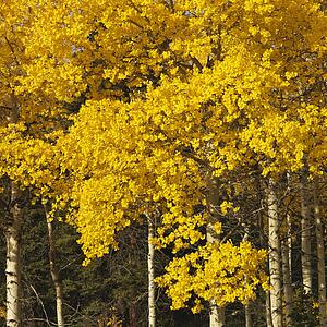 Aspen trees in yellow fall color in Wyoming