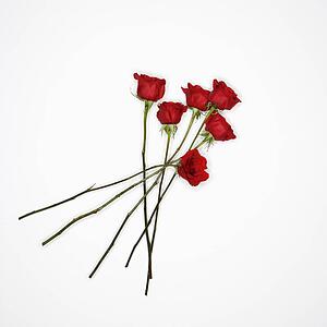 Long-stemmed red roses spread out against white background
