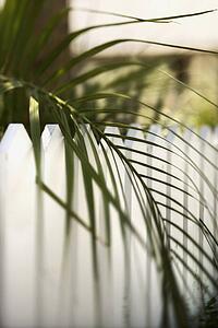 Palm frond leaf hanging over white picket fence on Bald Head Island, North Carolina