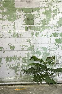 Weathered concrete wall of building with plant.