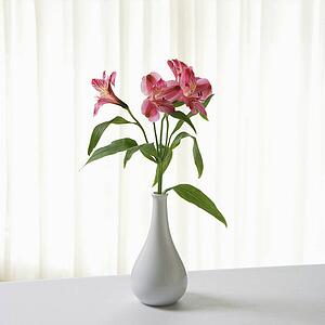 Pink Alstremeria flowers in white vase
