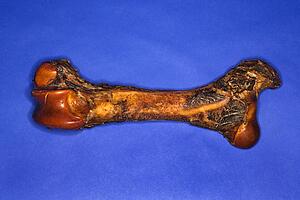 Big bone on blue background