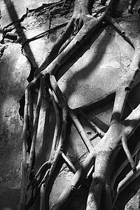 Close-up black and white of Banyan tree roots growing over concrete