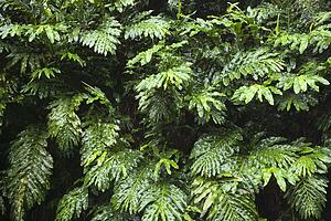 Ginger plant in the rain forest of Maui, Hawaii, USA