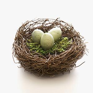 Studio still life of bird's nest with three speckled eggs