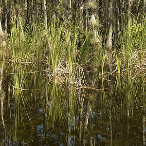 Aquatic plants in Everglades National Park, Florida, USA