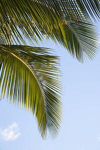Close up of palm frond against blue sky in Maui, Hawaii, USA