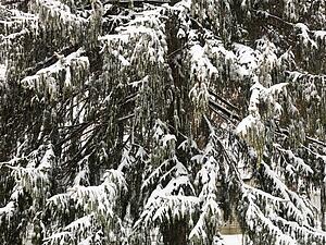 Snowy close up scene of evergreen tree