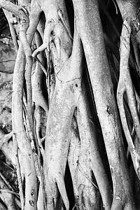 Close-up black and white of Banyan tree roots