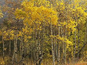 Aspen trees in yellow fall color in Wyoming
