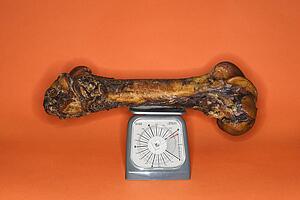 Large bone on scale