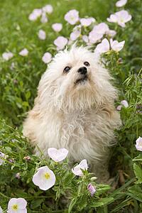 Fluffy small dog in flower field