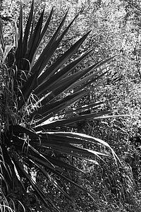 Black and white of yucca plant