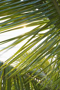Close up of palm frond against in Maui, Hawaii, USA