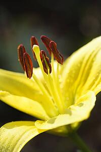 Yellow day lily bloom