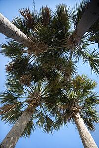 Worm's eye view of palm trees on Bald Head Island, North Carolina