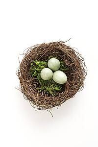 Studio still life of bird's nest with three speckled eggs