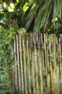 Bamboo fence with green plants in Maui, Hawaii