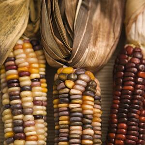 Close-up of three multicolored ears of Indian corn