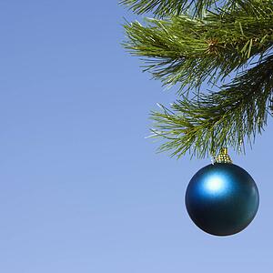 Blue Christmas ornament hanging on pine tree branch on blue background