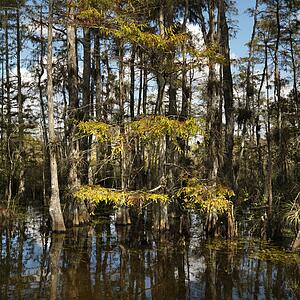 Cypress trees in wetland of Everglades National Park, Florida, USA
