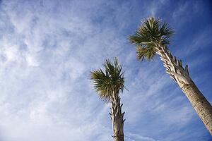 Low angle view of tall palm trees against blue sky