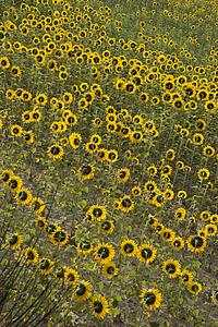 Sunflowers growing in field in Tuscany, Italy