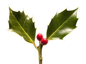 Holly Leaves And Berries Against White Background