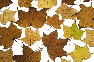 Fallen Autumn Leaves