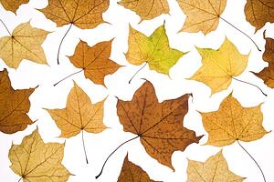 Fallen Autumn Leaves