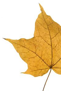 Detail Of A Dry Leaf