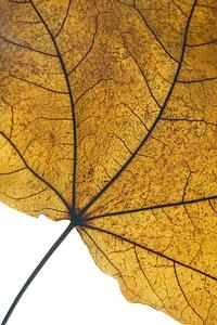 Detail Of A Dry Leaf