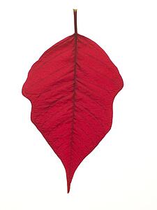 Red Leaf