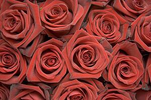 Rose Buds