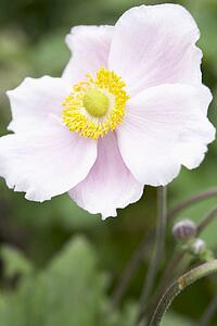 Close-Up Of Japanese Anemone