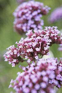 Close-Up Of Viburnum Plant