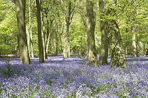 Bluebells Growing In Woodland