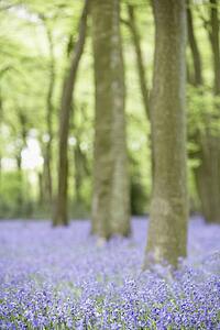 Bluebells Growing In Woodland