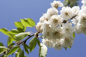 Apple Blossom On Tree Branch