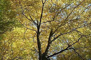 Tree Canopy In Autumn