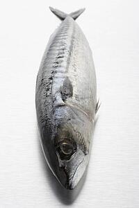 Fresh Fish On Bench