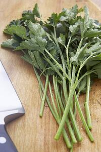 Freshly Picked Coriander Stalks
